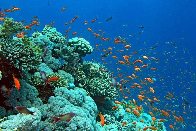 Unforgettable Sataya Dolphin Reef Snorkeling Trip – Half Day from Marsa Alam