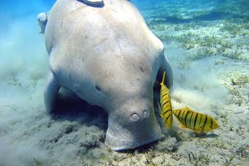 Snorkeling Trip at Port Ghalib Marina – From Marsa Alam