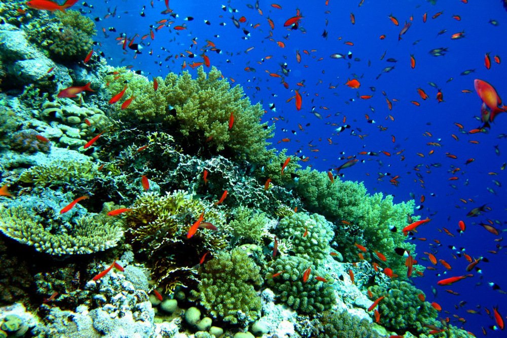 Find the Dugong in Marsa Alam by Speed Boat – Day Trip from Marsa Alam