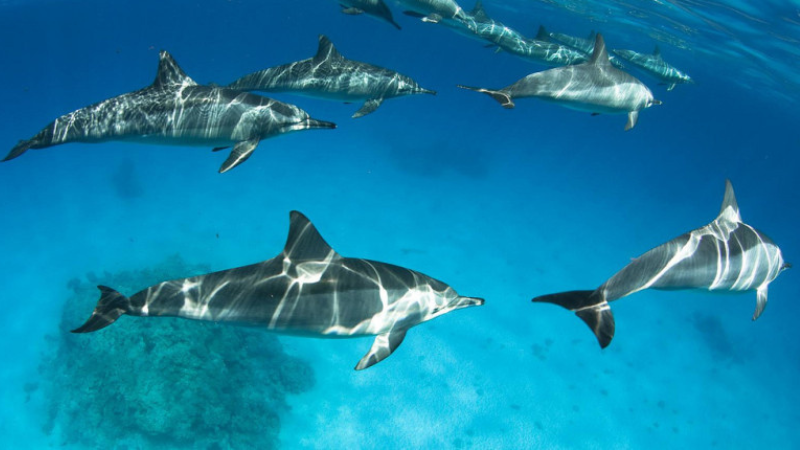 Snorkeling at Dolphin House – Half Day Trip from Marsa Alam