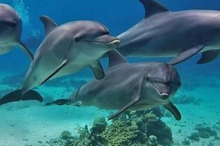 Dolphin House snorkeling trip Marsa Alam