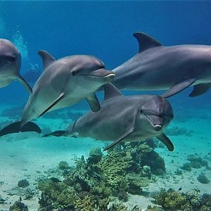 Dolphin House snorkeling trip Marsa Alam